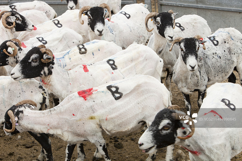 新剪羊毛上的标记图片素材
