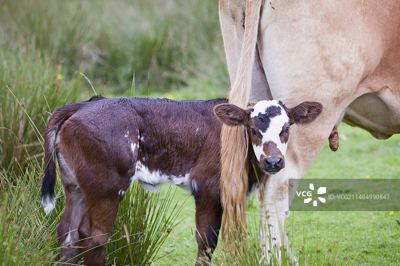 带着新生小牛的奶牛图片素材