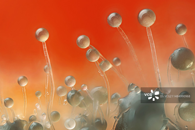 面包霉菌（匍匐根霉）图片素材