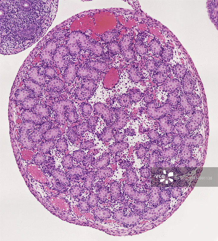 胎儿睾丸显微照片图片素材