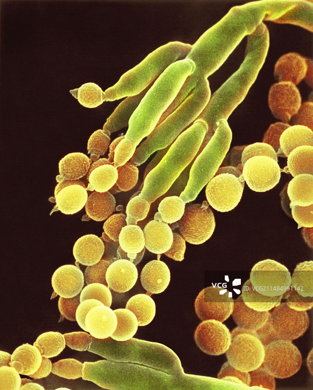 青霉素真菌，扫描电子显微镜图片素材