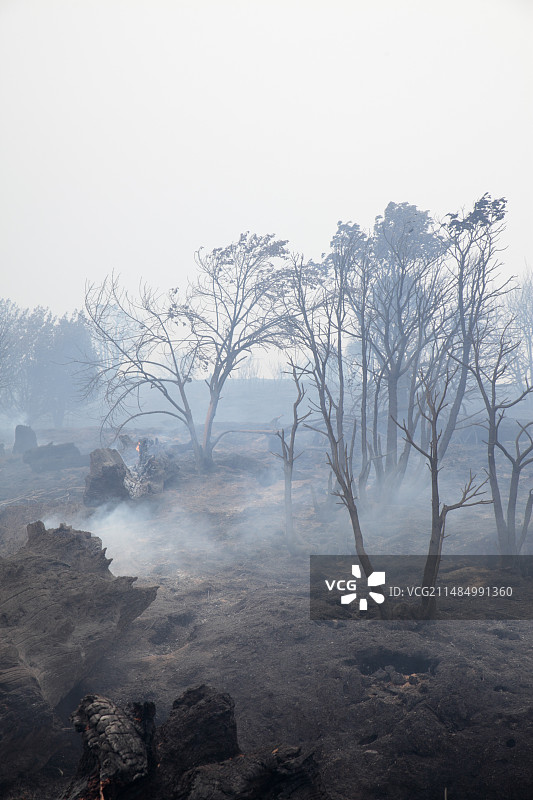 南非闷烧的灌木丛图片素材