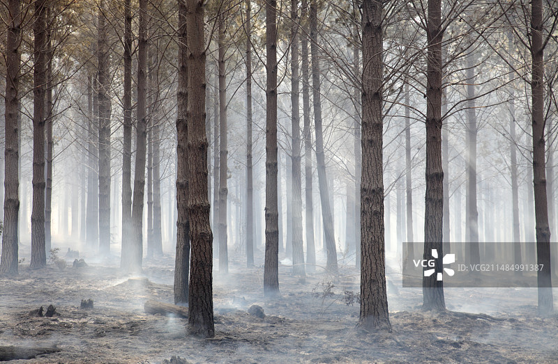 野火过后的闷烧林地图片素材