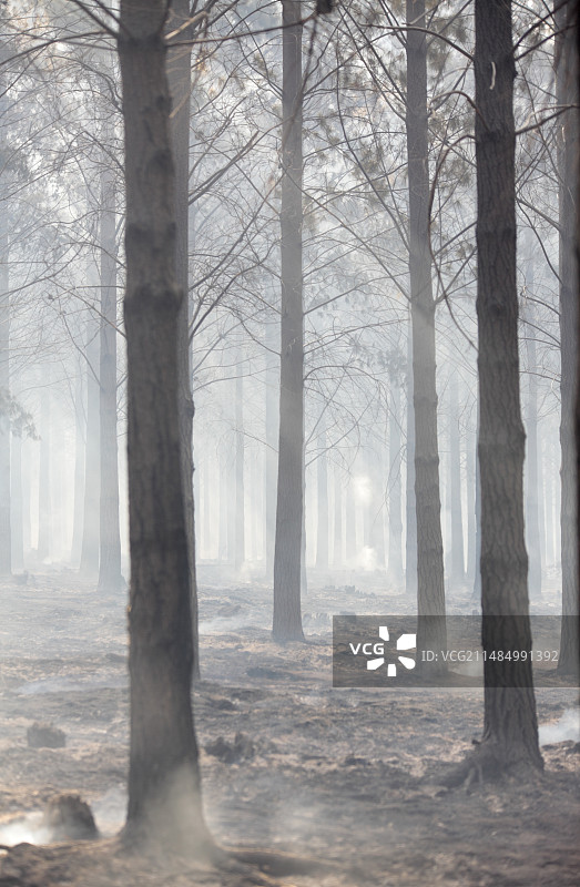 野火过后的闷烧林地图片素材