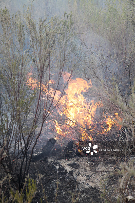 灌木丛中的野火图片素材