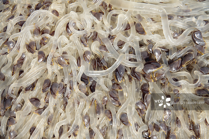 鹅颈藤壶图片素材