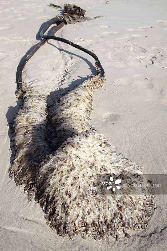 海带上的鹅颈藤壶图片素材