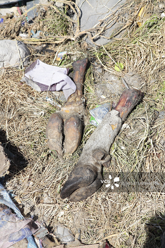 动物遗骸和垃圾图片素材