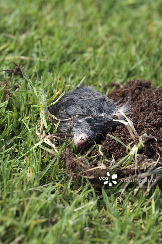 普通鼹形鼠图片素材