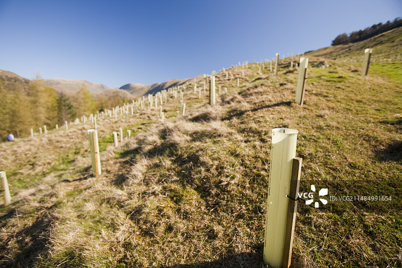 在特劳特贝克种植本土树木图片素材