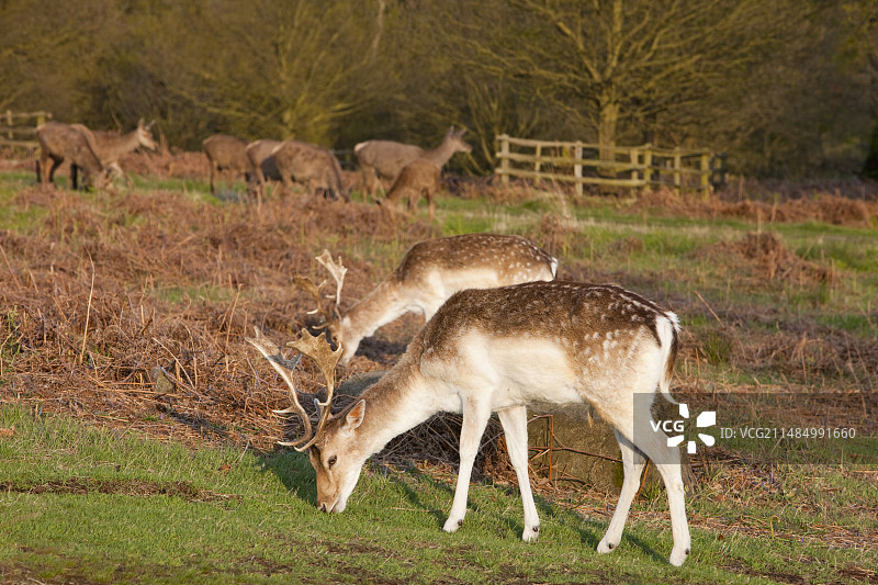 布拉德盖特公园的狍鹿和赤鹿图片素材