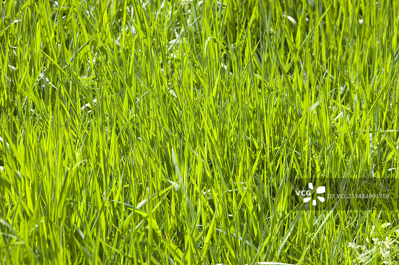 黑麦草图片素材