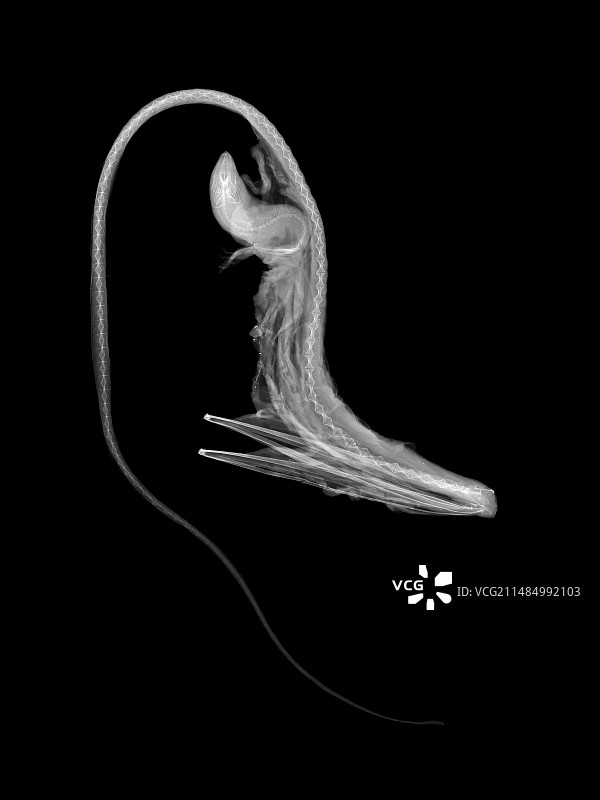 鹈鹕鳗鱼X光片图片素材