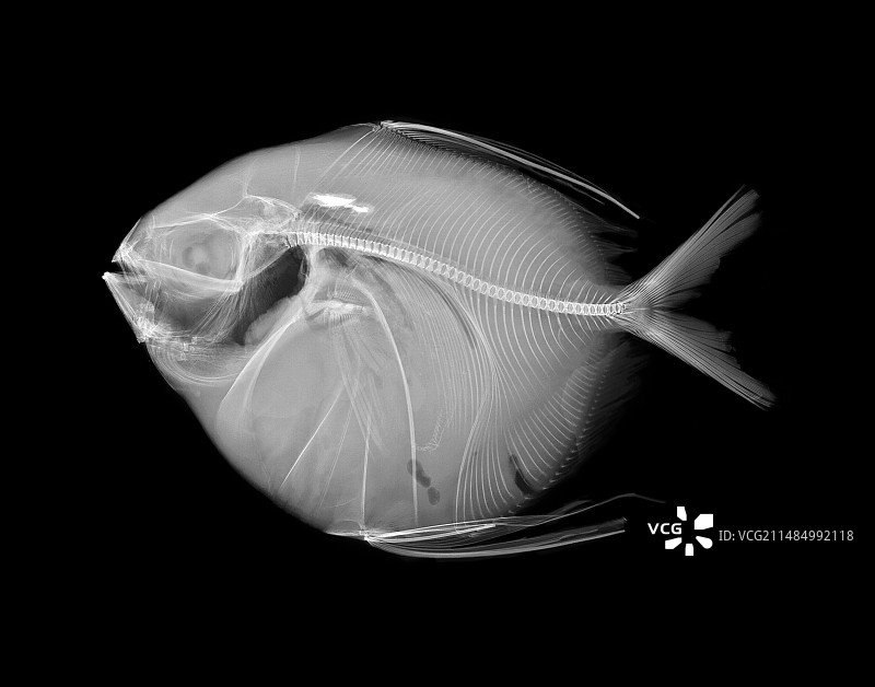月亮鱼X光片图片素材