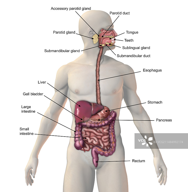 消化系统图示图片素材
