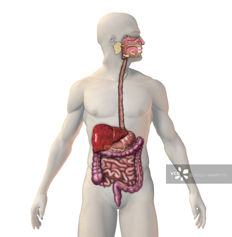 肝硬化图示图片素材