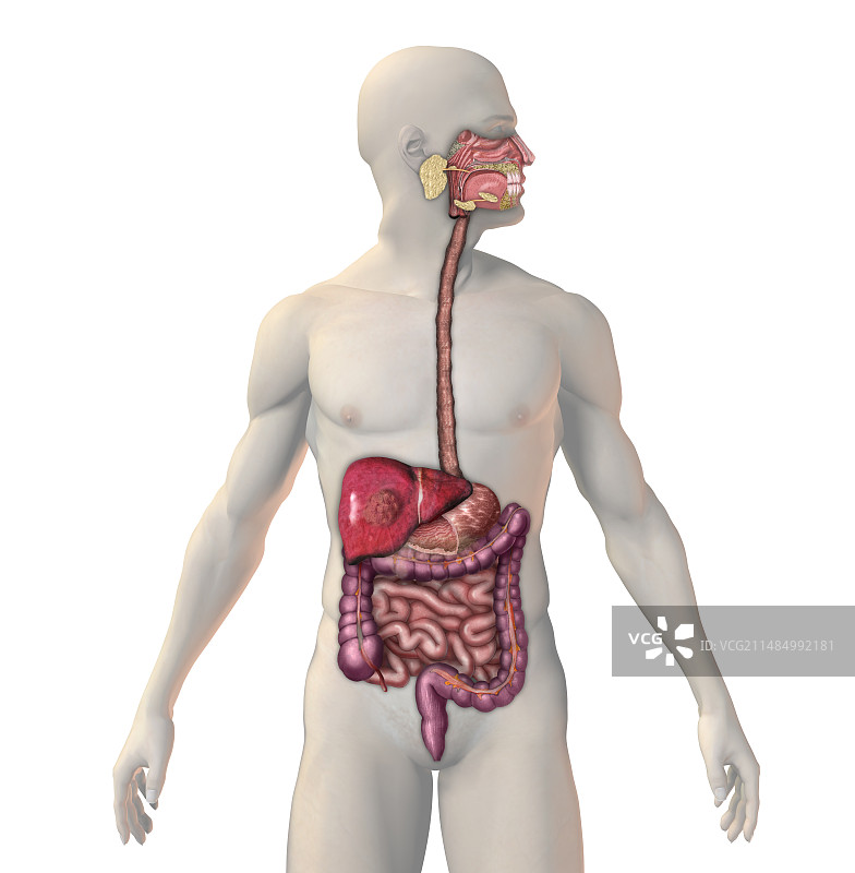 肝癌图示图片素材