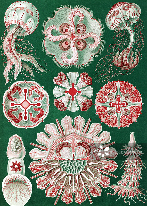 Discomedusae水母，1904年图片素材