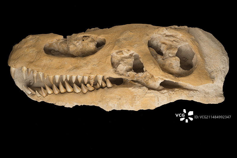 沧龙海洋爬行动物头骨化石图片素材