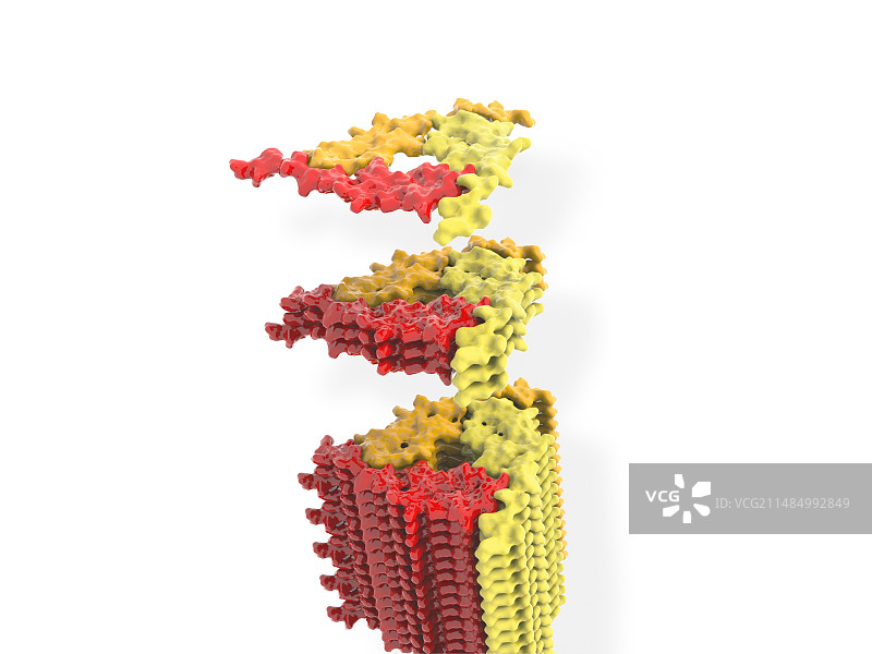 阿尔茨海默病 β-淀粉样蛋白原纤维图片素材