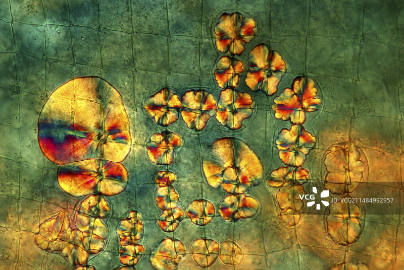 水蚤上的晶体，光学显微照片图片素材