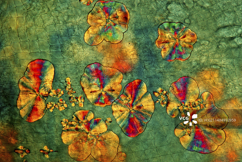 水蚤上的晶体，光学显微照片图片素材