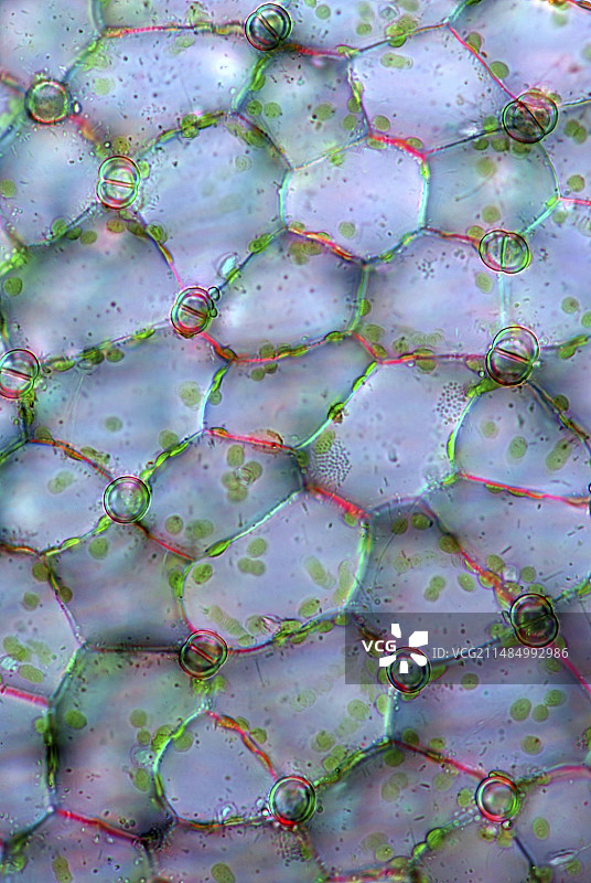 狸藻陷阱，光学显微照片图片素材