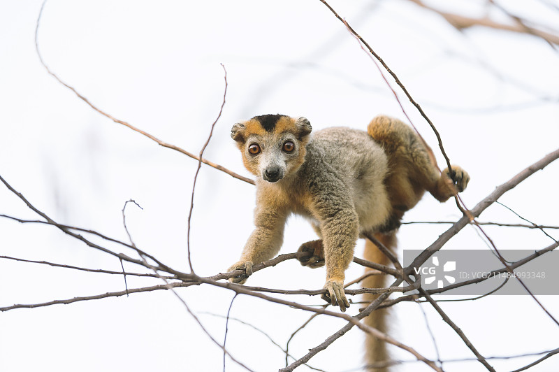 皇冠冕狐猴（雄性）图片素材
