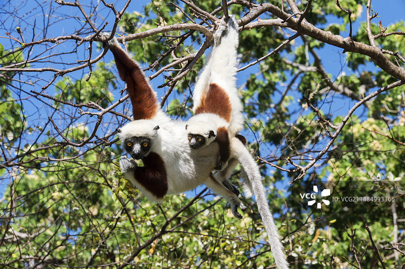 柯克雷尔冕狐猴和幼崽图片素材