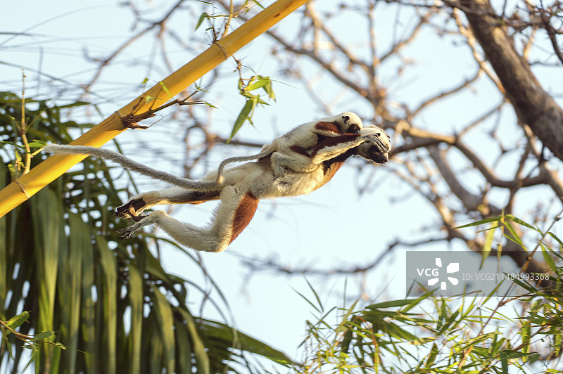 柯克雷尔冕狐猴和幼崽图片素材