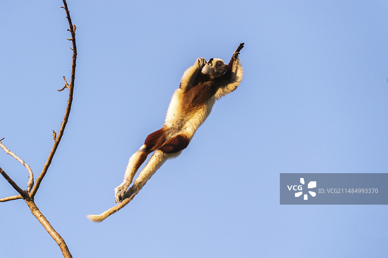 柯克雷尔冕狐猴图片素材