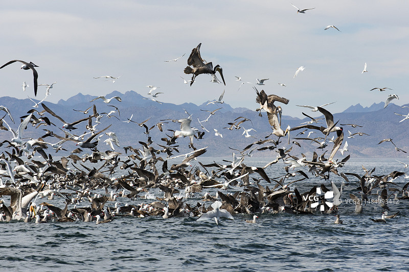 海鸟觅食图片素材