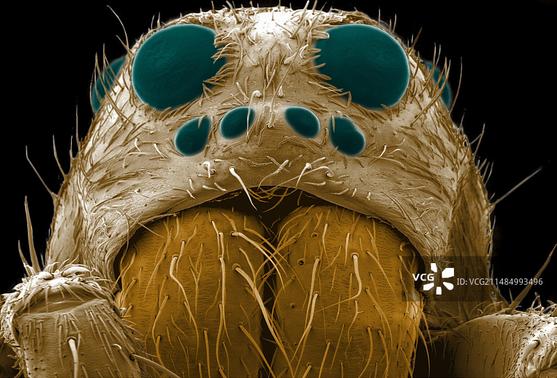 狼蛛头部电子扫描显微镜照片图片素材
