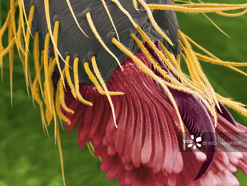 跳蛛的尖牙(ESEM)图片素材