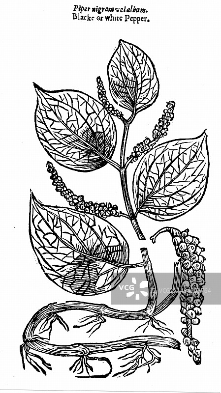 黑胡椒粉图片素材