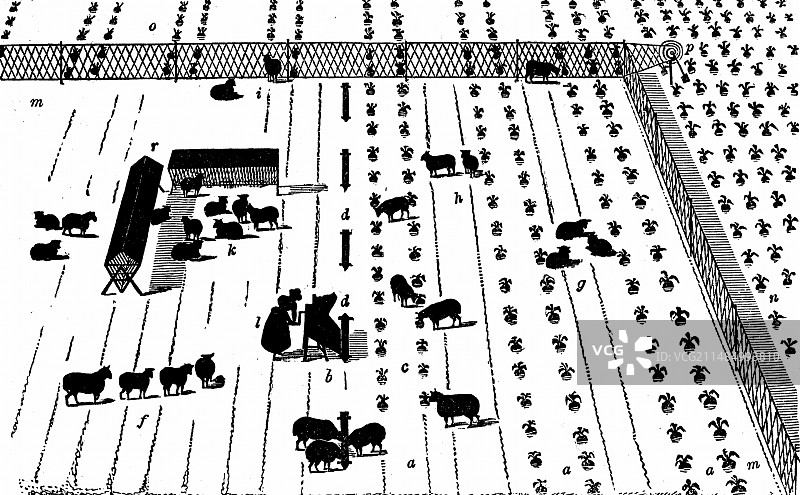 在萝卜地休息的绵羊图片素材