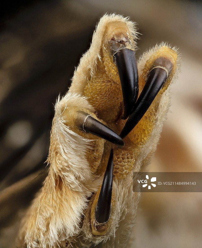 北部小鸮的脚图片素材