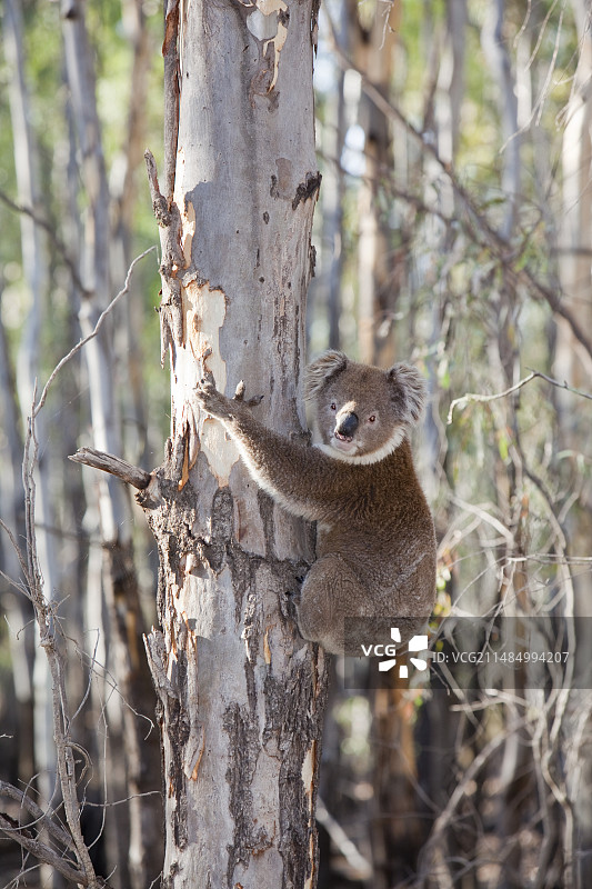 澳大利亚巴马森林中的考拉图片素材
