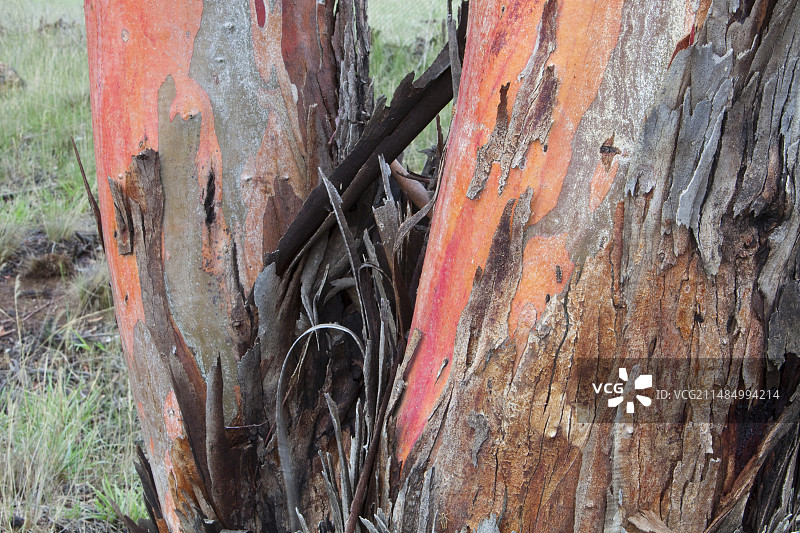 雪山中的桉树图片素材