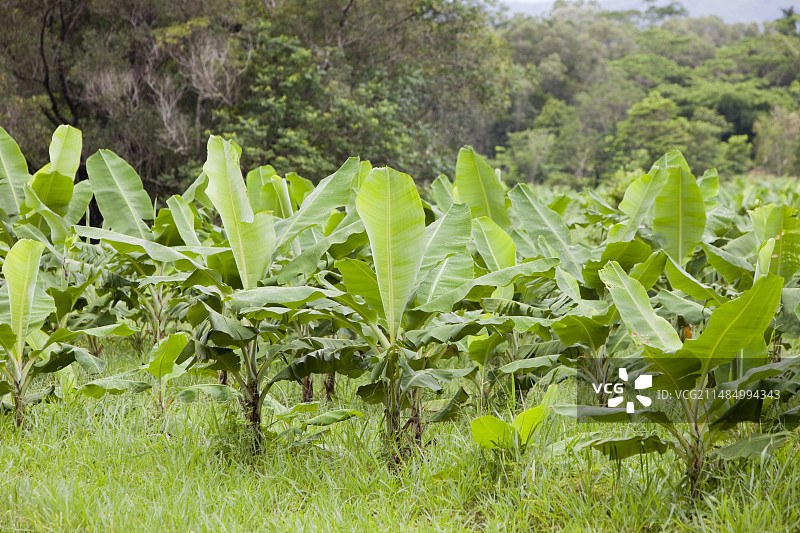 澳大利亚丹特里雨林图片素材