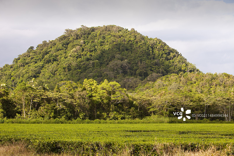 澳大利亚丹特里雨林图片素材