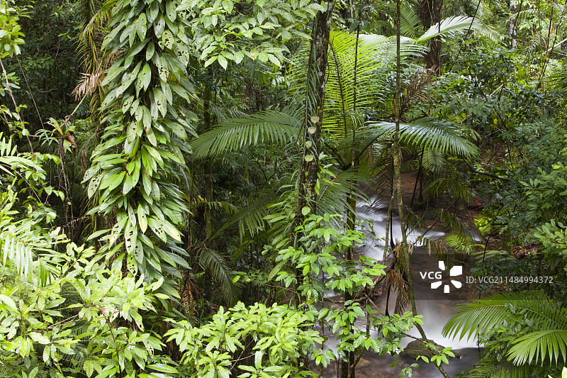 丹特里雨林中的河流图片素材