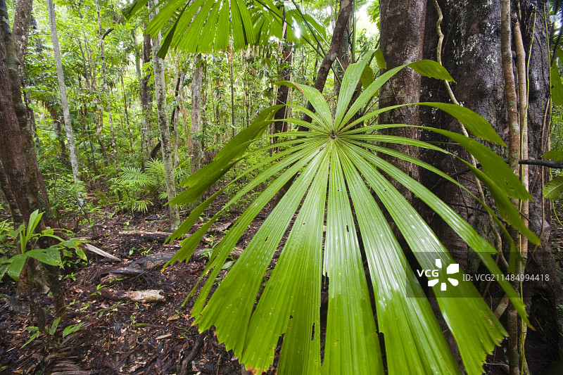 澳大利亚丹特里雨林图片素材