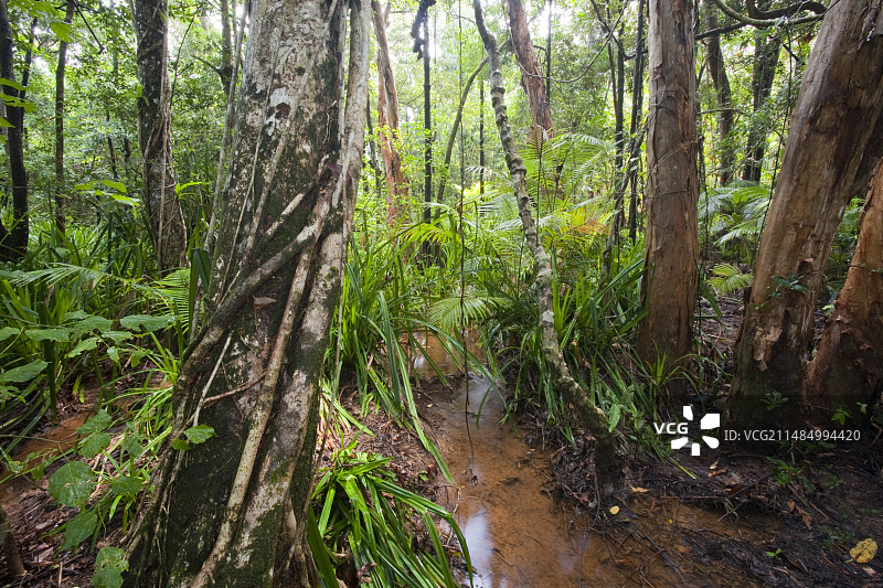 澳大利亚丹特里雨林图片素材