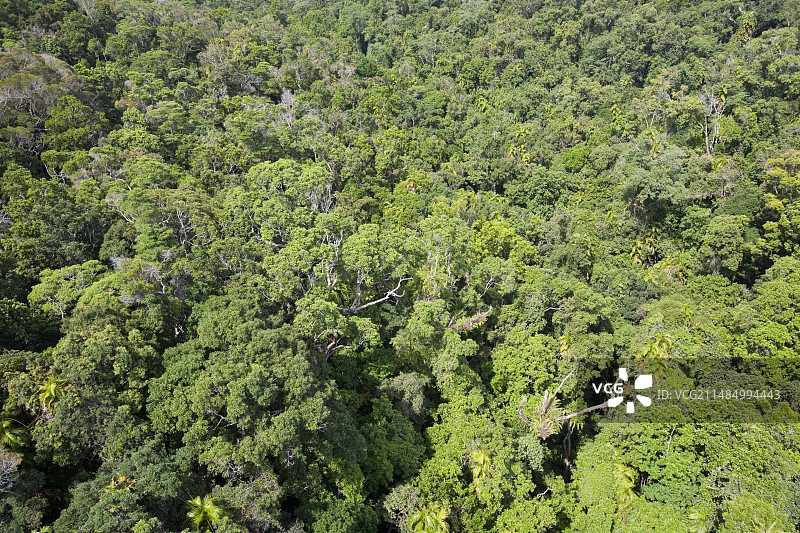 澳大利亚丹特里雨林图片素材