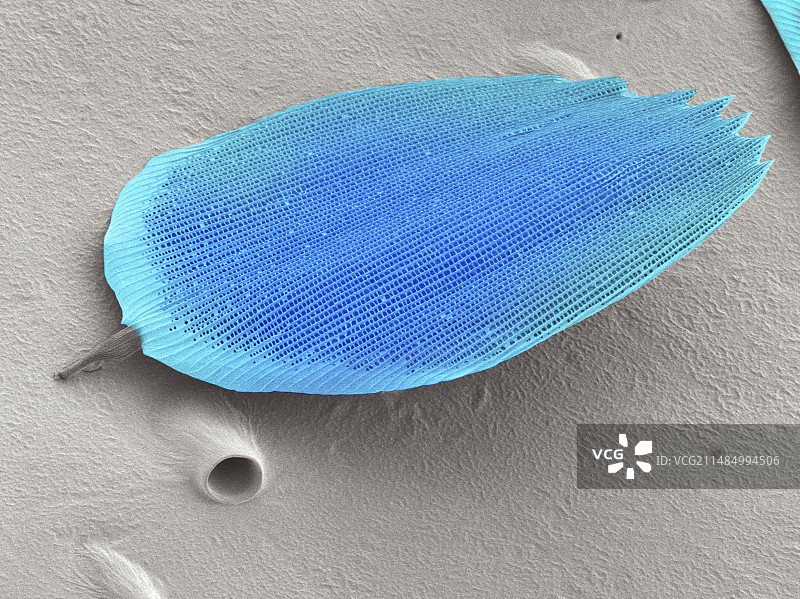 蝴蝶翅膀鳞片扫描电镜图图片素材