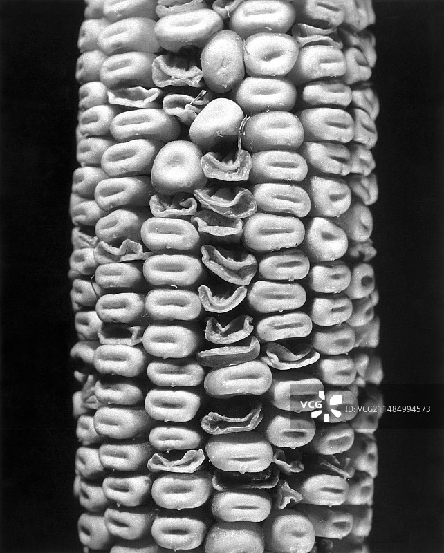 辐射对玉米的影响图片素材