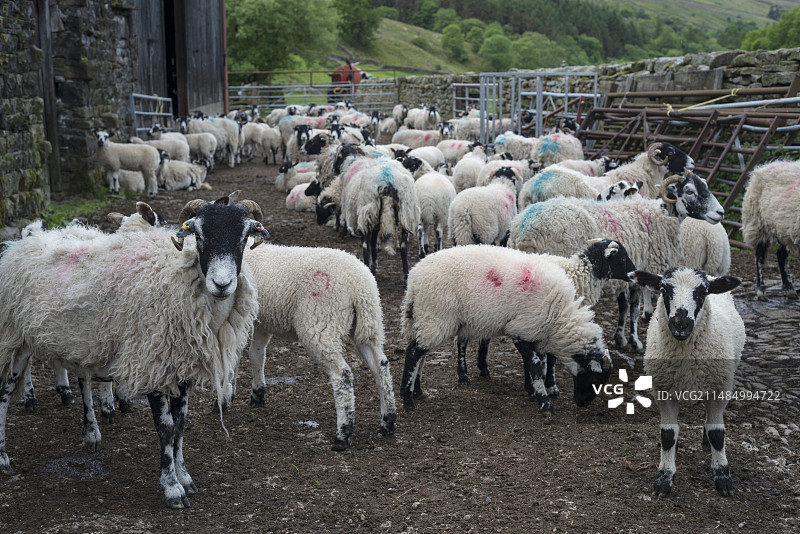 绵羊农场图片素材