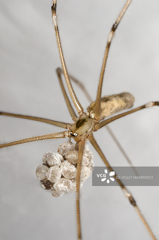 有卵的幽灵蛛图片素材