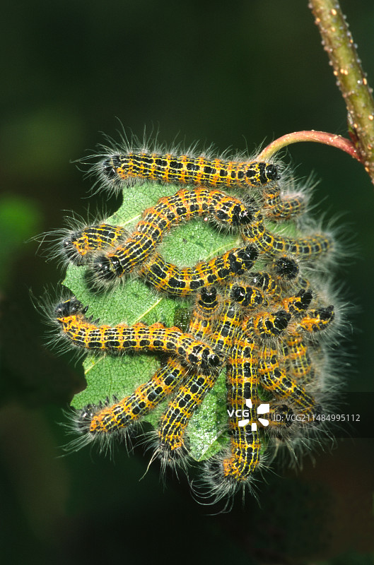 黄尾蛾毛虫图片素材